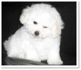Darling CK Bichon Frise Puppy, named "Apple"