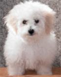 CK Bichon Frise "Casey"