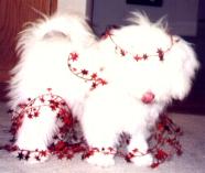 CK Bichon Frise "Bianca"