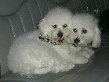 CK Bichon Frise "Nicki & Shredder"