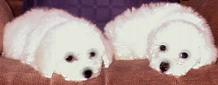 CK Bichon Frise "Nicki & Shredder"