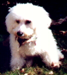 CK Bichon Frise "Murphy"