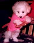 CK Bichon Frise "Shasta"