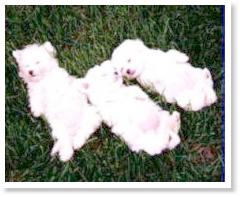 CK Bichon Frise Napping Puppies