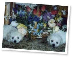 CK Bichon Frise Puppies