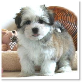 Coton Tulear & Havanese Cornerstone