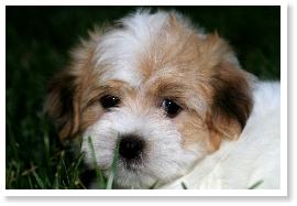 Darling CK Coton de Tulear Puppy, named "Obi"