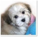 CK Havanese Baby
