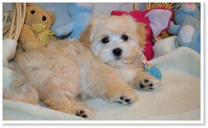 golden havanese puppies