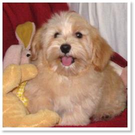 sable havanese puppies