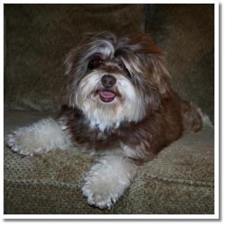 brindle havanese