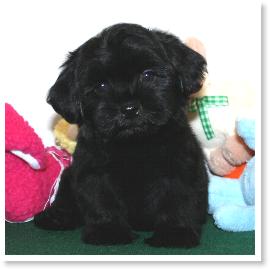 havanese with blue eyes