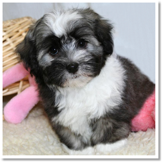 red brindle havanese