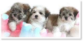 Darling CK Havanese Girls