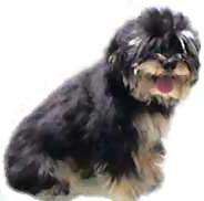 Havanese-Cornerstones Cassanova (Tango)