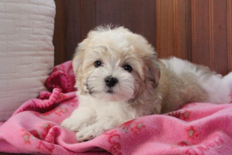 Our Nursery Of Coton de Tulear & Havanese Puppies Available By Cornerstone
