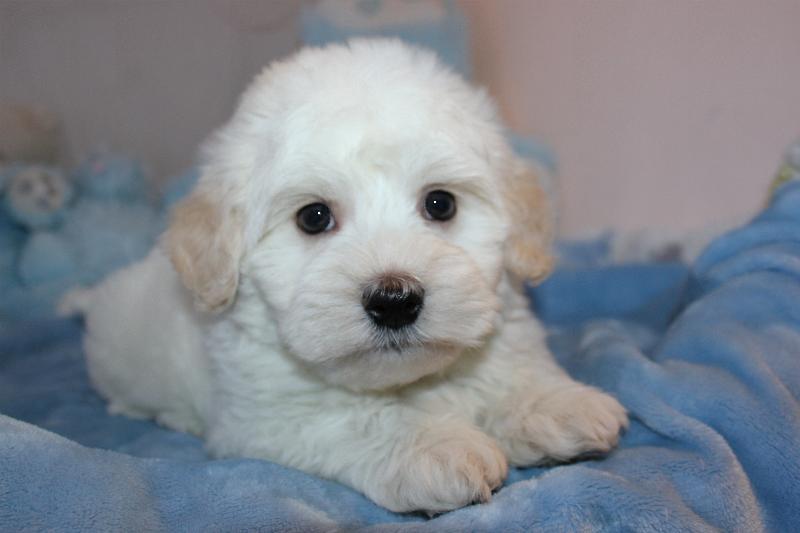 Our Nursery Of Coton de Tulear & Havanese Puppies Available By Cornerstone
