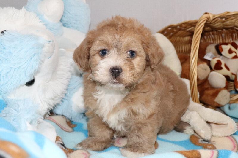 Our Nursery Of Coton de Tulear & Havanese Puppies Available By Cornerstone