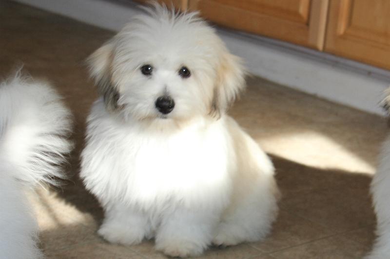 Our Nursery Of Coton de Tulear & Havanese Puppies Available By Cornerstone