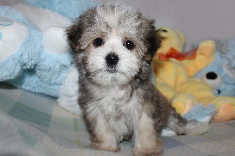 Our Nursery Of Coton de Tulear & Havanese Puppies Available By Cornerstone