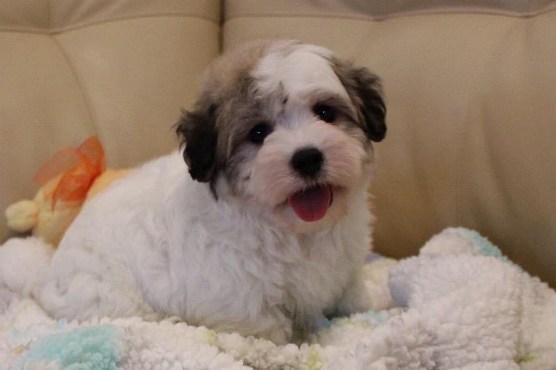 Our Nursery Of Coton de Tulear & Havanese Puppies Available By Cornerstone