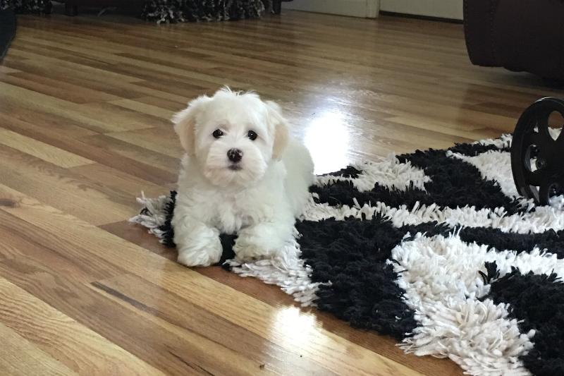 Our Nursery Of Coton de Tulear & Havanese Puppies Available By Cornerstone