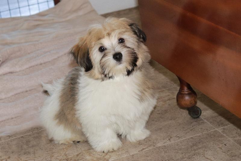 Our Nursery Of Coton de Tulear & Havanese Puppies Available By Cornerstone