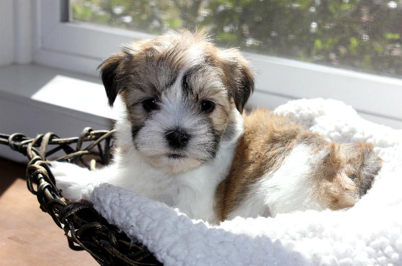 cornerstone kennels havanese puppy mill our nursery of coton de tulear havanese puppies available by cornerstone cornerstone kennels havanese puppy mill our nursery of coton de tulear havanese puppies available by cornerstone