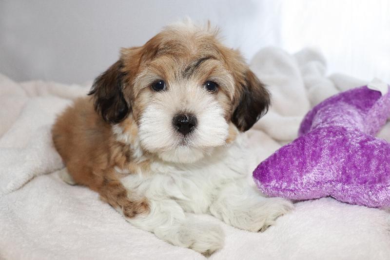 Our Nursery Of Coton de Tulear & Havanese Puppies Available By Cornerstone