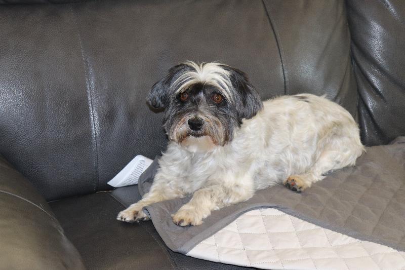 Coton de Tulear & Havanese By Cornerstone