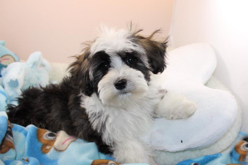 Our Nursery Of Coton de Tulear & Havanese Puppies Available By Cornerstone