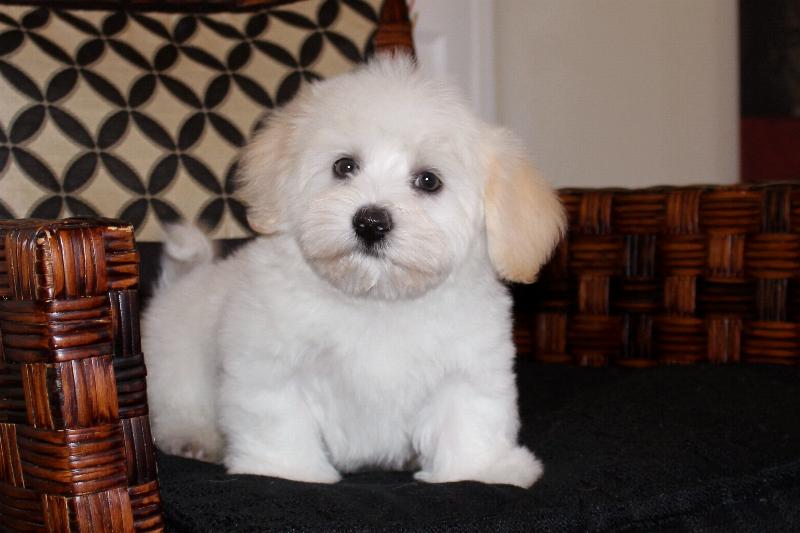 Our Nursery Of Coton de Tulear & Havanese Puppies Available By Cornerstone