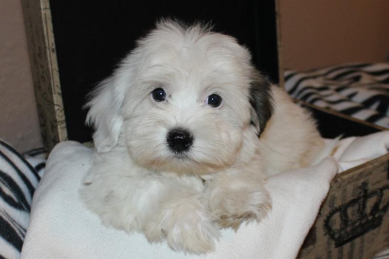 Our Nursery Of Coton de Tulear & Havanese Puppies Available By Cornerstone