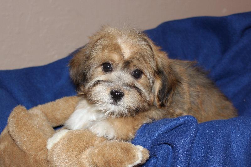 Our Nursery Of Coton de Tulear & Havanese Puppies Available By Cornerstone