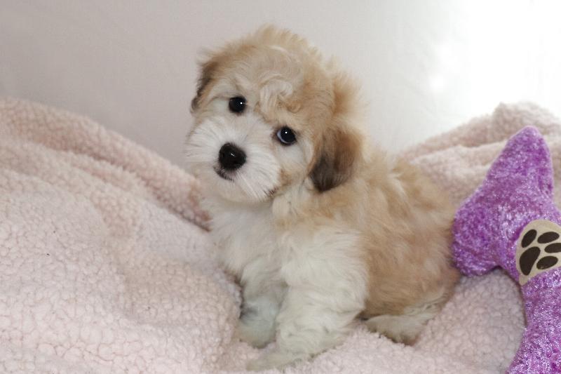 Our Nursery Of Coton de Tulear & Havanese Puppies Available By Cornerstone