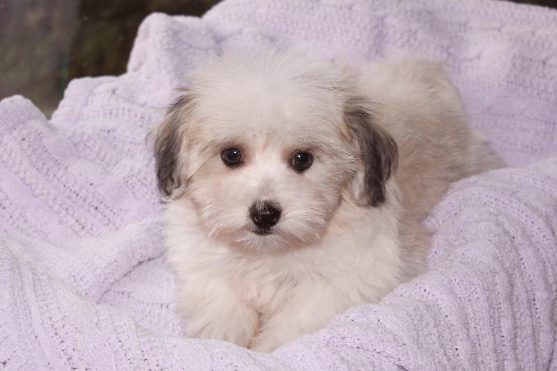Our Nursery Of Coton de Tulear & Havanese Puppies Available By Cornerstone