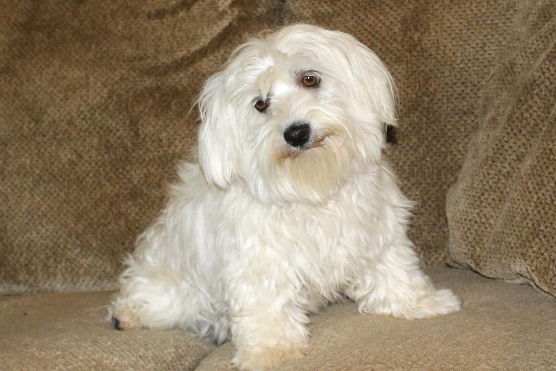 Our Nursery Of Coton de Tulear & Havanese Puppies Available By Cornerstone