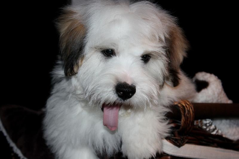 Our Nursery Of Coton de Tulear & Havanese Puppies Available By Cornerstone