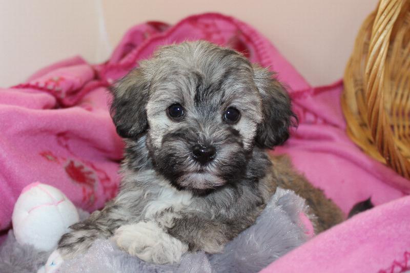Our Nursery Of Coton de Tulear & Havanese Puppies Available By Cornerstone