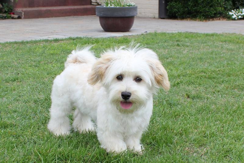 cornerstone kennels havanese puppy mill our nursery of coton de tulear havanese puppies available by cornerstone cornerstone kennels havanese puppy mill our nursery of coton de tulear havanese puppies available by cornerstone