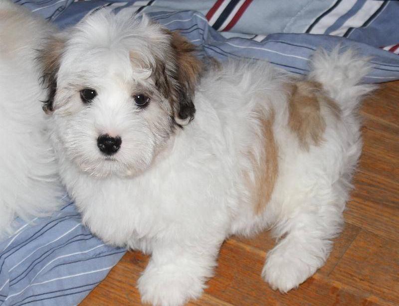 Our Nursery Of Coton de Tulear & Havanese Puppies Available By Cornerstone