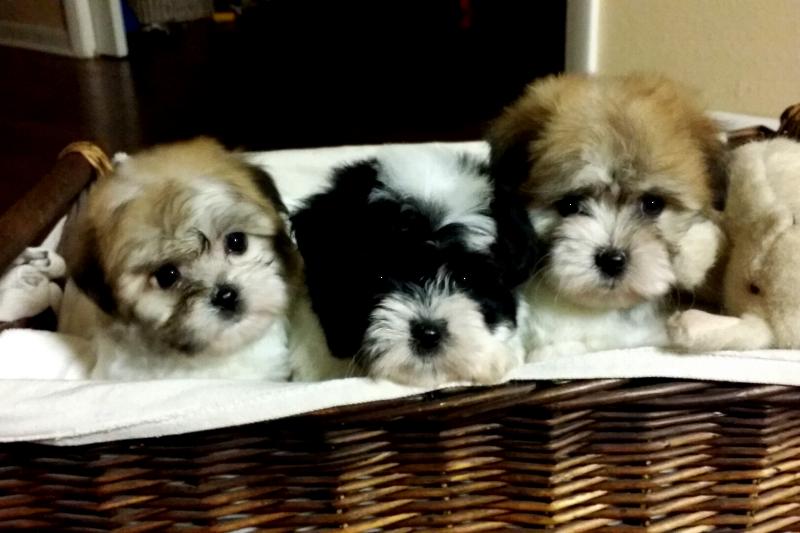 cornerstone kennels havanese puppy mill our nursery of coton de tulear havanese puppies available by cornerstone cornerstone kennels havanese puppy mill our nursery of coton de tulear havanese puppies available by cornerstone