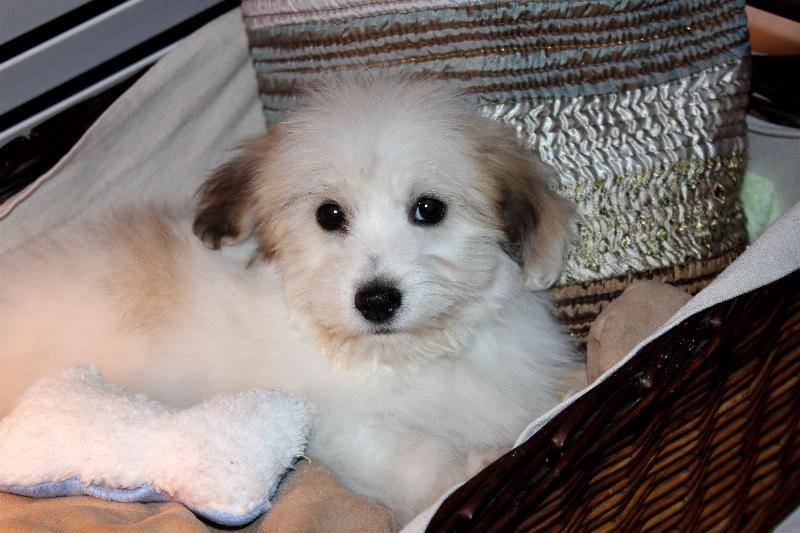 cornerstone kennels havanese puppy mill our nursery of coton de tulear havanese puppies available by cornerstone cornerstone kennels havanese puppy mill our nursery of coton de tulear havanese puppies available by cornerstone