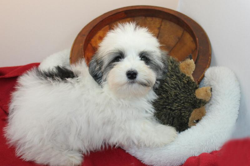 cornerstone kennels havanese puppy mill our nursery of coton de tulear havanese puppies available by cornerstone cornerstone kennels havanese puppy mill our nursery of coton de tulear havanese puppies available by cornerstone