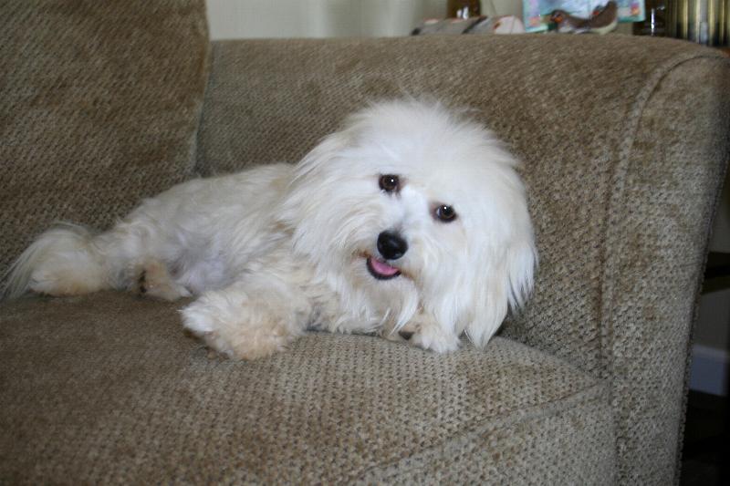 Our Nursery Of Coton de Tulear & Havanese Puppies Available By Cornerstone